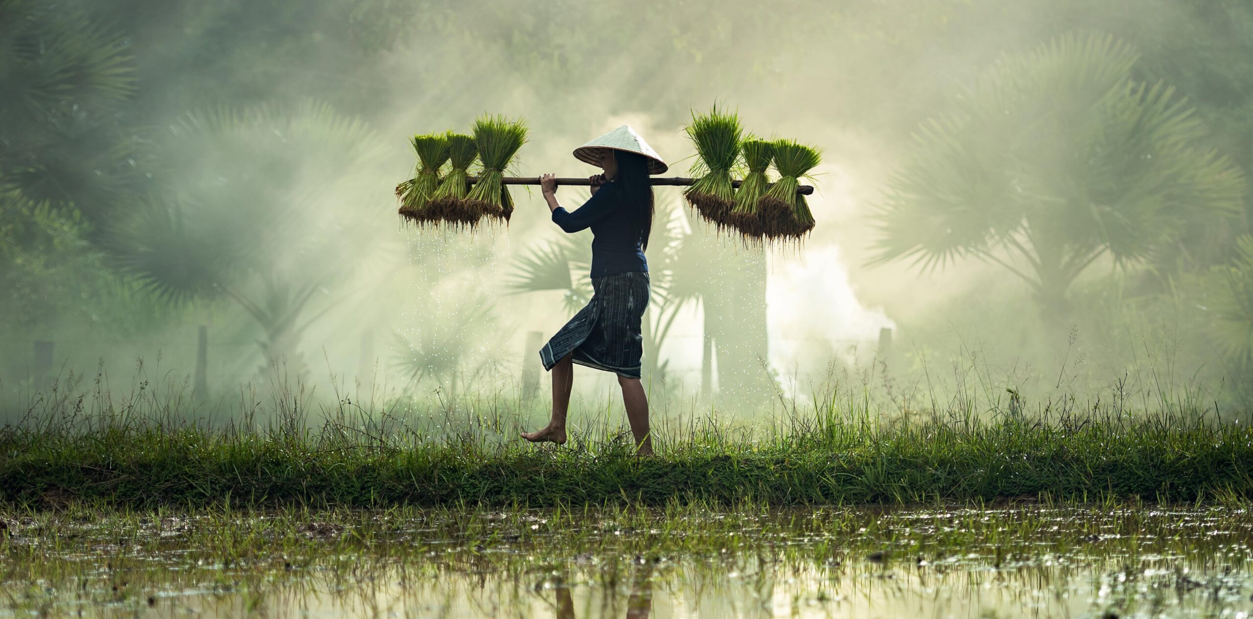 Elements2Balance - Qi - grain of rice in the mist - life energy, vital force