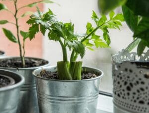 Elements2Balance - Cleansing with celery oil