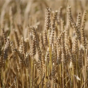 NidraElements - Erde - Meditation - Elements2Balance.me