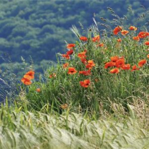 NidraElements - Feuer - Meditation - Elements2Balance.me